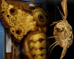 moth.jpg
