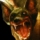 Bat