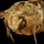 Giant Moth