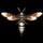 Bee Specimen