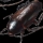 Roaches